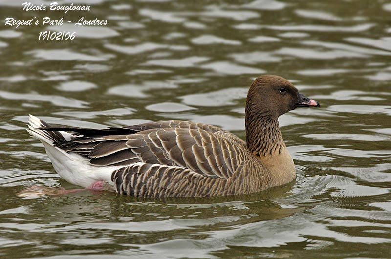 PINK-FOOTED-GOOSE