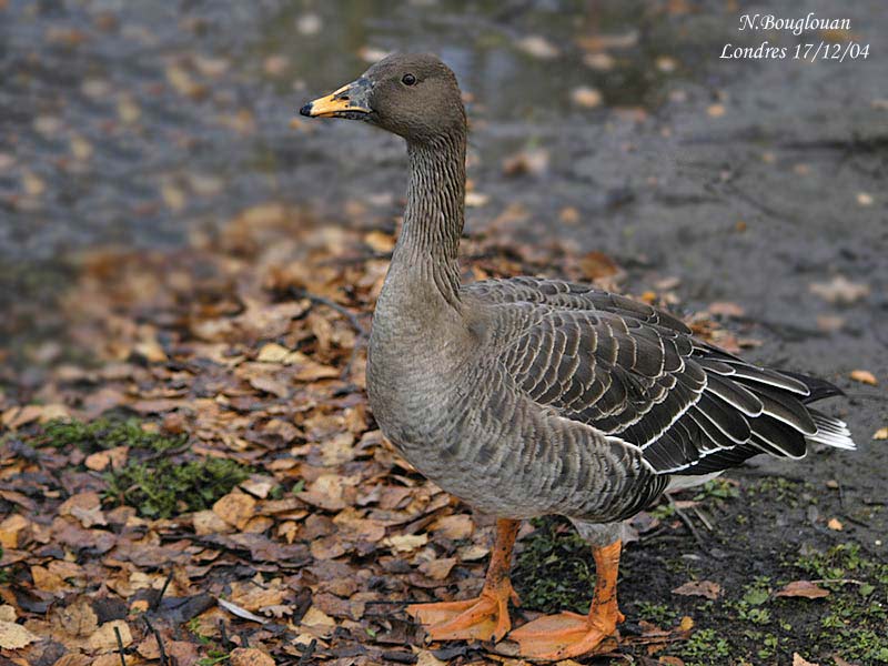 TAIGA-BEAN-GOOSE