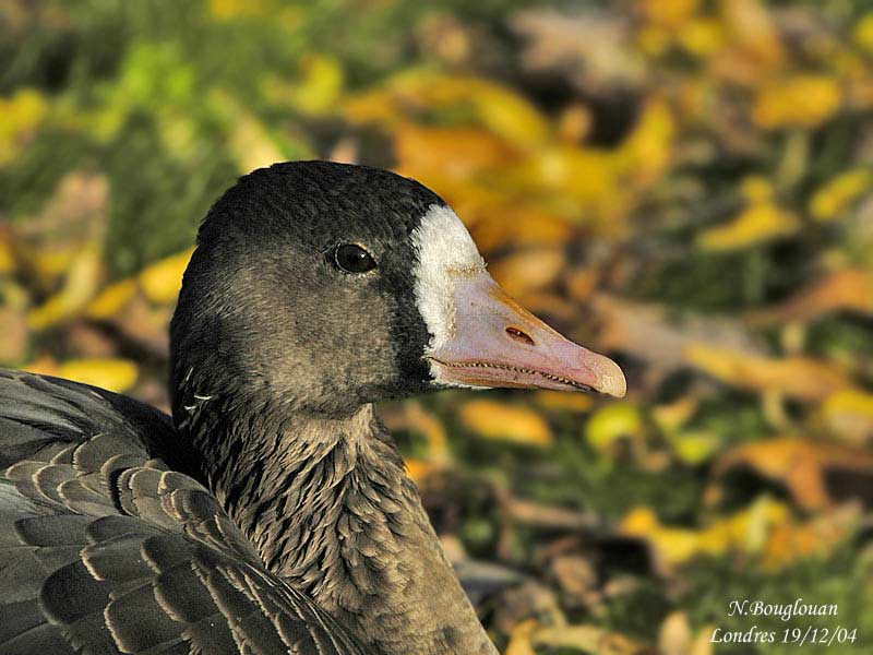 GREATER-WHITE-FRONTED-GOOSE