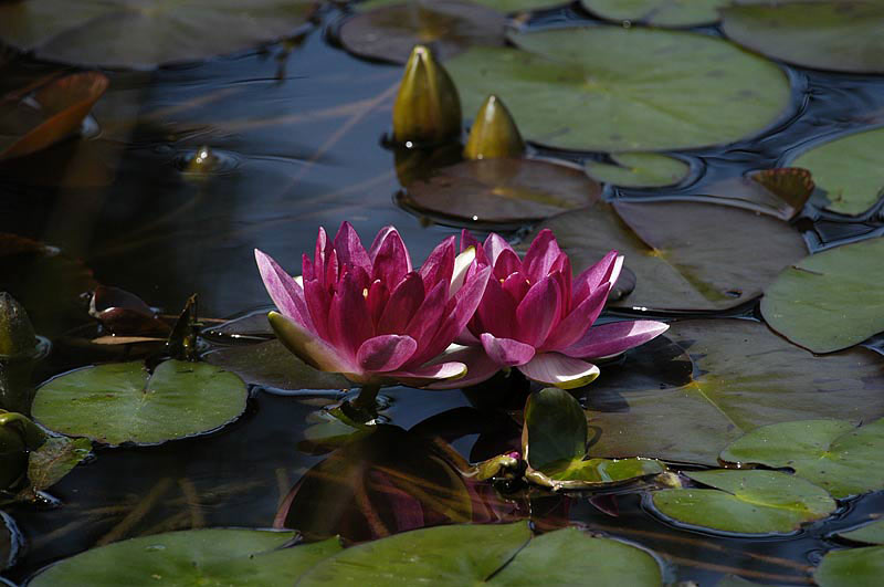 WATER-LILY