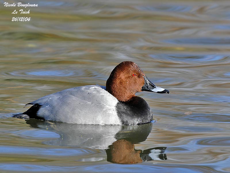 COMMON-POCHARD-male