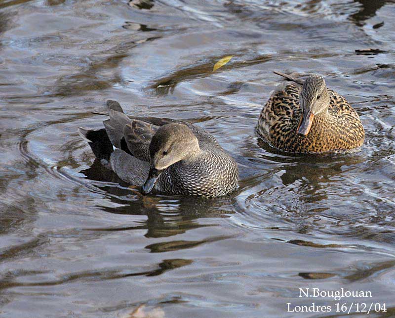 GADWALL-pair