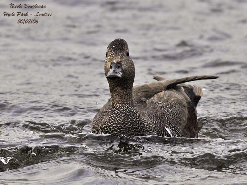 GADWALL-male