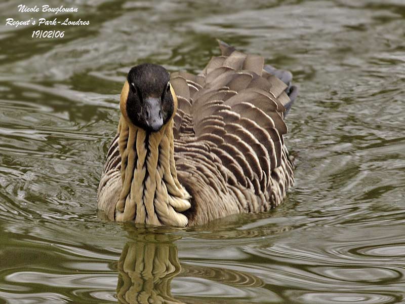 HAWAIIAN-GOOSE-swimming
