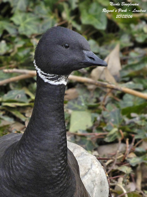 Dark-bellied-Brant-Goose