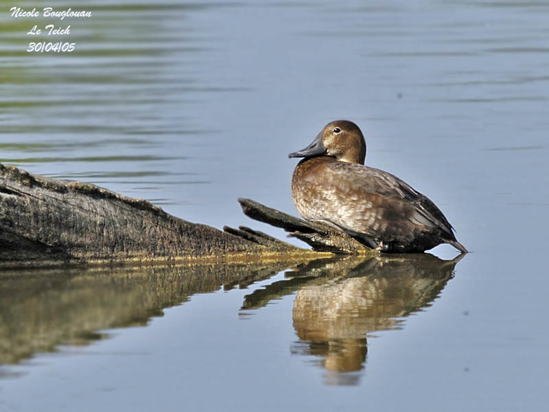 COMMON POCHARD female