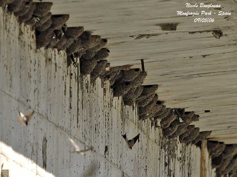 HOUSE MARTIN nests bridge