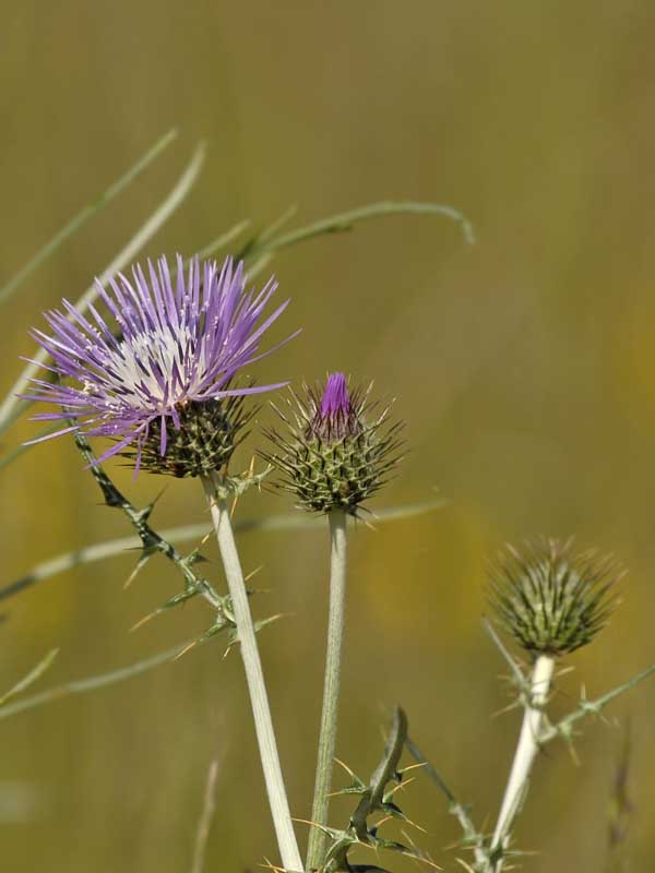 THISTLES