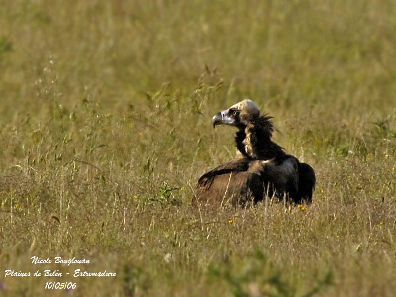 MONK VULTURE