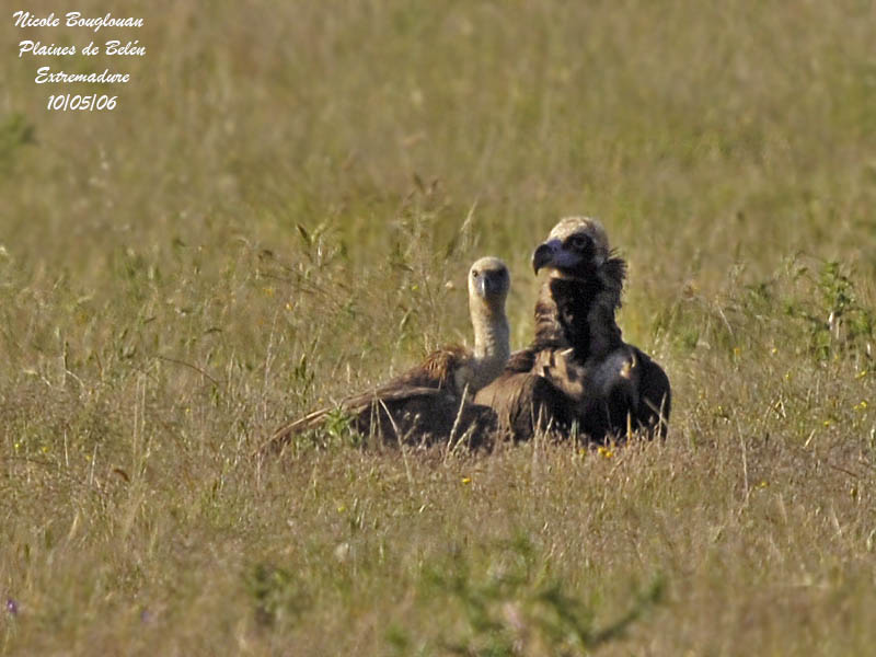 GRIFFON and BLACK VULTURES