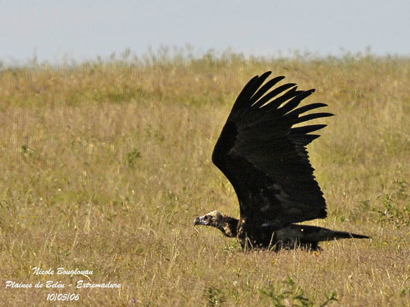 MONK VULTURE takes off