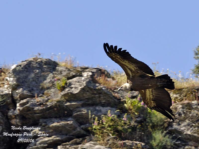 GRIFFON VULTURE top of cliff
