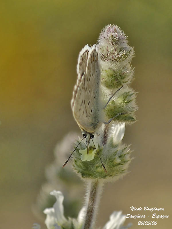 AMANDA'S BLUE - POLYOMMATUS AMANDUS - AZURE DE LA JAROSSE