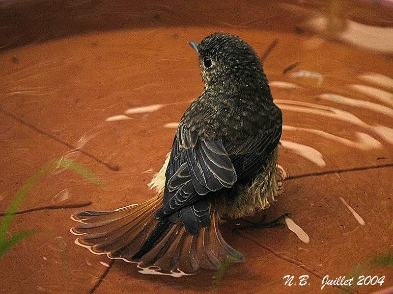 COMMON REDSTART juvenile