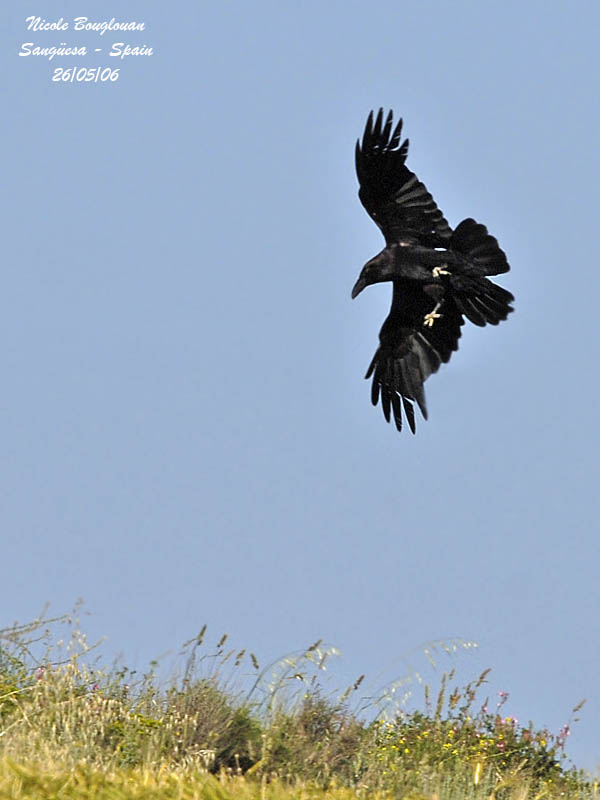 COMMON RAVEN