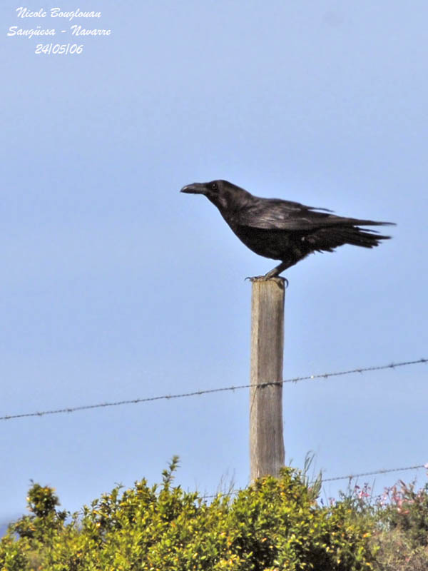 COMMON RAVEN