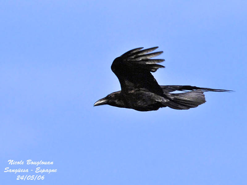 COMMON RAVEN