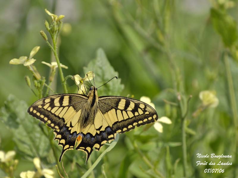 SWALLOWTAIL- MACHAON - PAPILIO MACHAON