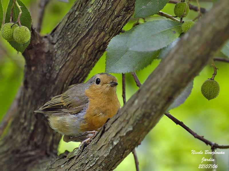 European Robin adult