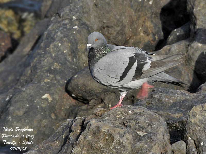 Rock Dove - Columba livia - Pigeon biset