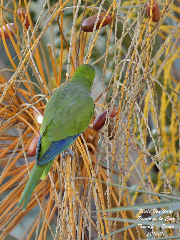 Monk Parakeet - Myiopsitta monachus - Conure veuve