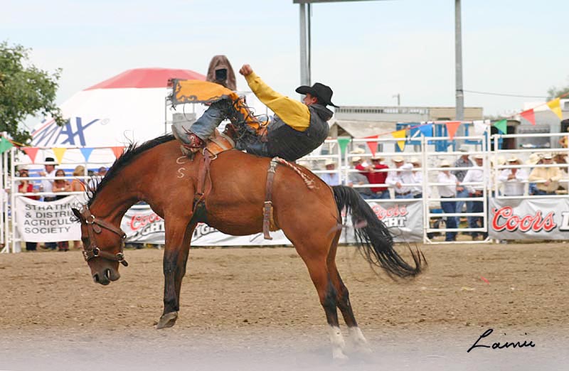bronc - rodeo