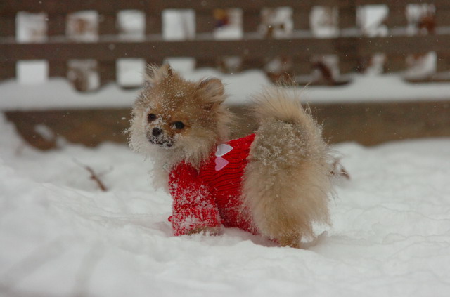 Dec31_05_339.JPG