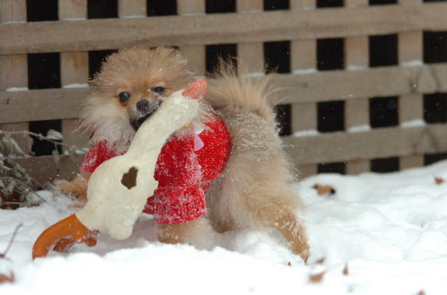 Dec31_05_391.JPG
