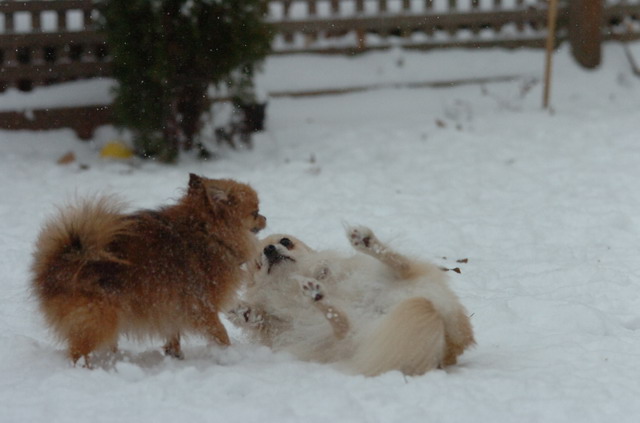 Dec31_05_409.JPG