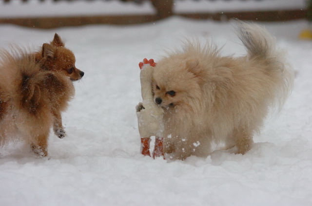 Dec31_05_159.JPG