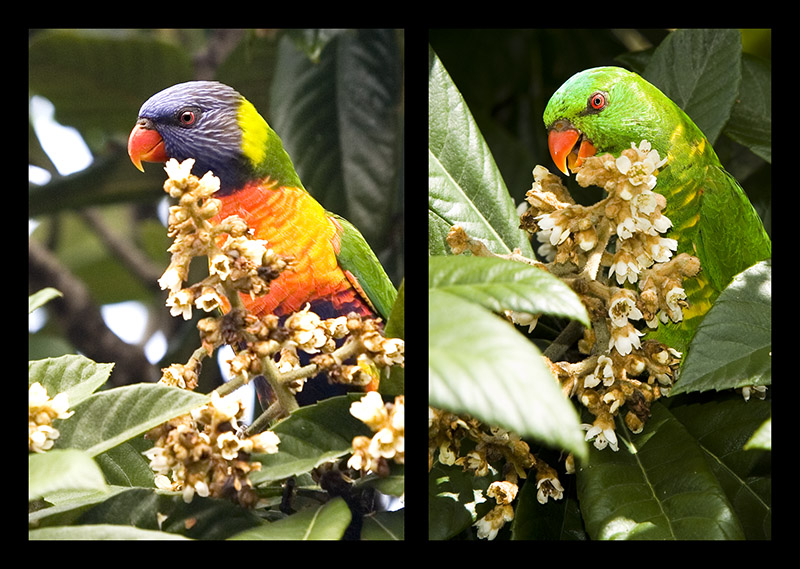 Rainbow Lorikeet V Scaly Breasted Lorikeet