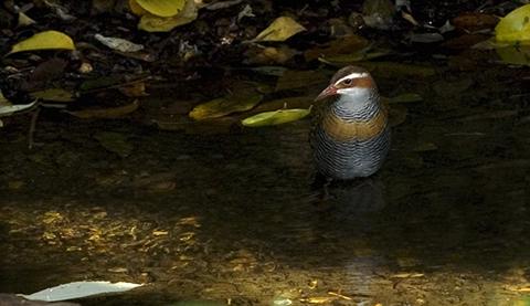 Buff banded rail