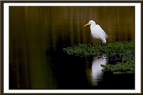 Egret