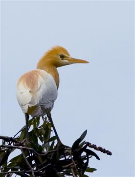 Egret - breeding plumage