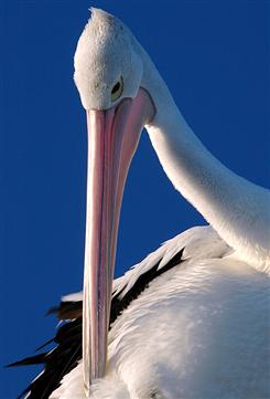 Pelican preening