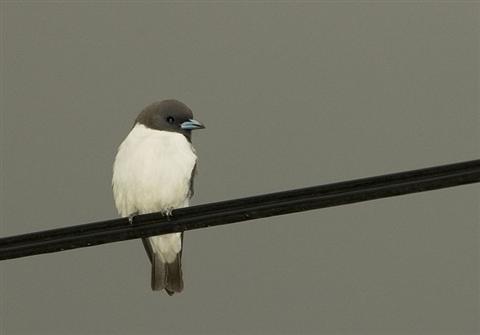 White breasted wood swallow