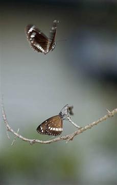 Butterfly dance