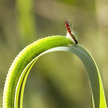 Caterpillar on grass stem