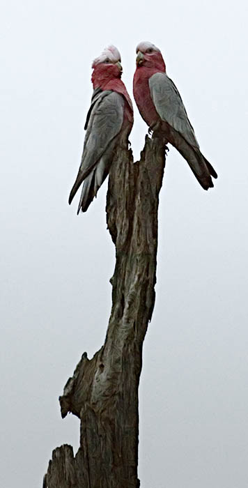 Galahs at dusk