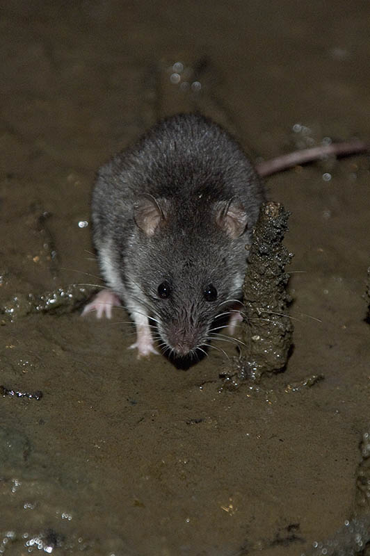 Water mouse