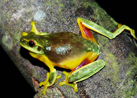 Graceful tree frog