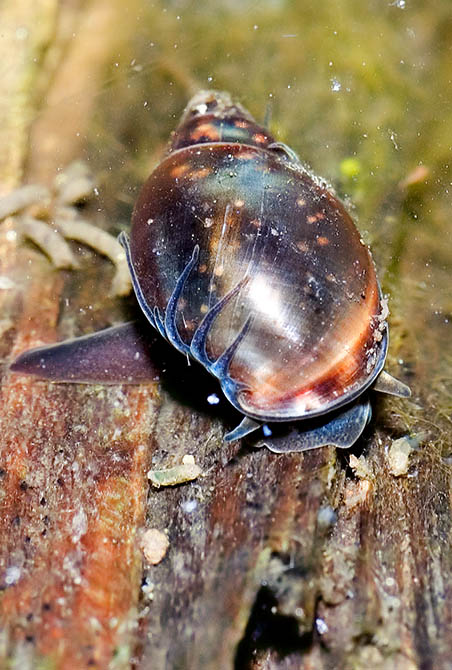 Physa acuta - Freshwater snail - a portrait