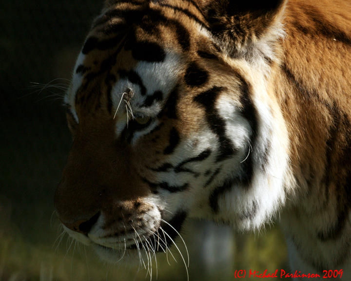 Toronto Zoo 09873 copy.jpg