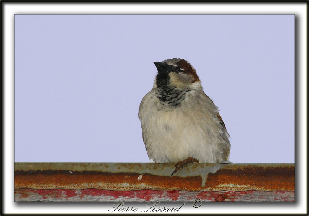 _MG_3268aa   -  MOINEAU DOMESTIQUE  /  HOUSE SPARROW