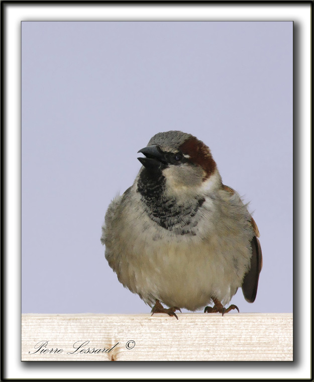 MOINEAU DOMESTIQUE, mle   /   HOUSE SPARROW, male     _MG_3285a