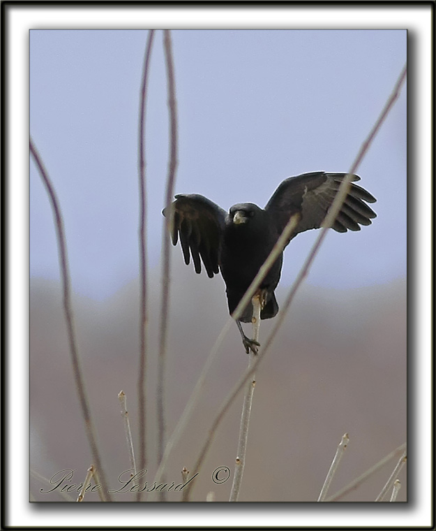 CORNEILLE DAMRIQUE  /  AMERICAN CROW    _MG_3642a