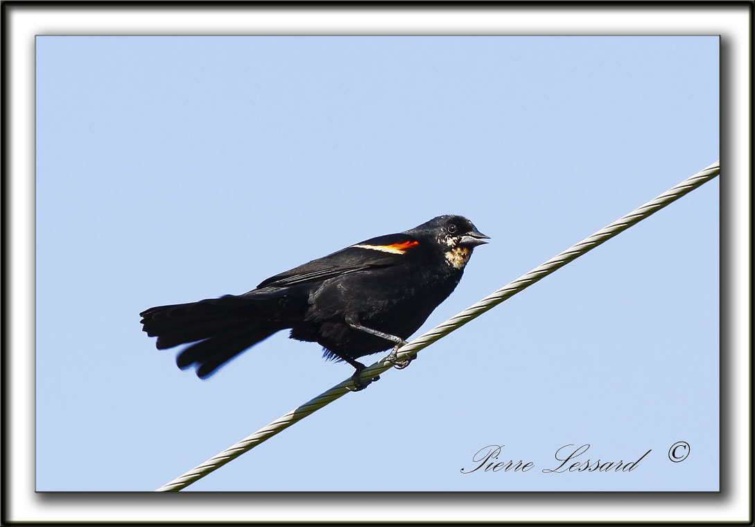 HYBRIDE CAROUGE ET POSSIBLEMENT LE GOGLU... ?   /   MAY BE HYBRID IN BETWEEN RED-WINGED AND BOBOLINK...?  _MG_3028 b