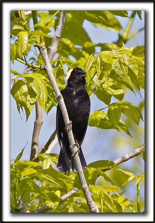 GOGLU DES PRS, mle   /   BOBOLINK, male    _MG_3789b