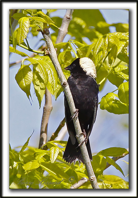 GOGLU DES PRS, mle   /   BOBOLINK, male      _MG_3790b