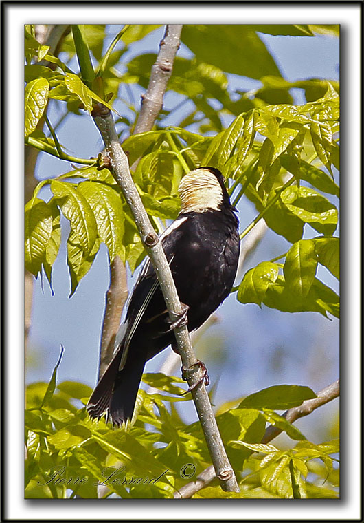 GOGLU DES PRS, mle   /   BOBOLINK, male    _MG_3797b